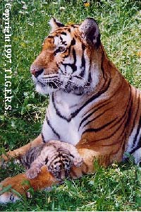A mother tiger, and her child